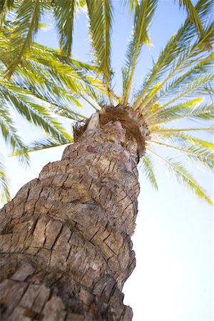 palm tree trunk - Phoenix Palm Tree, Hollywood, California, USA Stock Photo - Premium Royalty-Free, Code: 600-02200322