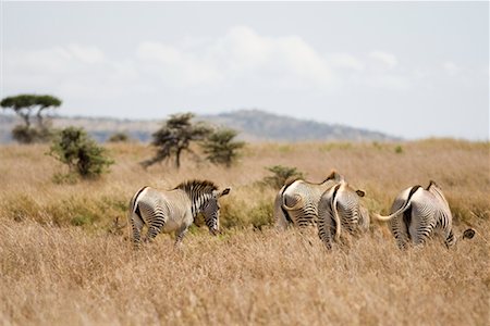 proie - Zebra in Samburu National Park, Kenya Foto de stock - Sin royalties Premium, Código: 600-02217388