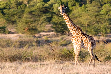 Girafe Masai au Parc National du Masai Mara, Kenya Photographie de stock - Premium Libres de Droits, Code: 600-02217389