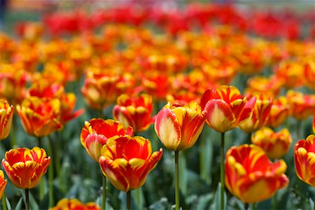 smelling tulip - Tulips Stock Photo - Premium Royalty-Free, Code: 600-02245284