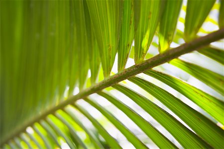 palm leaf - Closeup of Palm Leaf Foto de stock - Sin royalties Premium, Código: 600-02245348