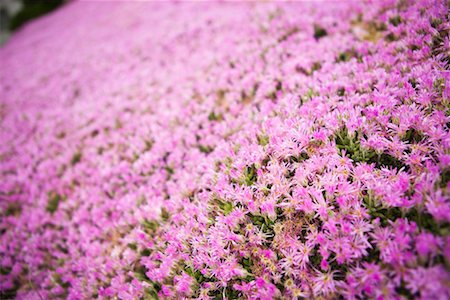 Pink wildflowers Stock Photo - Premium Royalty-Free, Code: 600-02245350