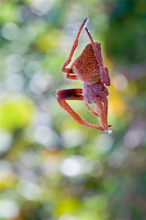 Gros plan des araignées dans Bahia Honda State Park, Florida Keys, en Floride, USA Photographie de stock - Premium Libres de Droits, Code: 600-02265089