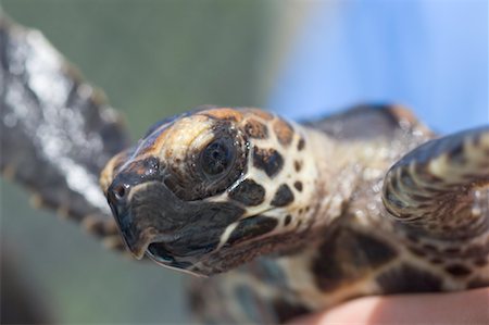 Gros plan de la tortue, l'hôpital des tortues, Marathon Dolphin sanctuaire, Marathon, Florida Keys, en Floride, USA Photographie de stock - Premium Libres de Droits, Code: 600-02265098