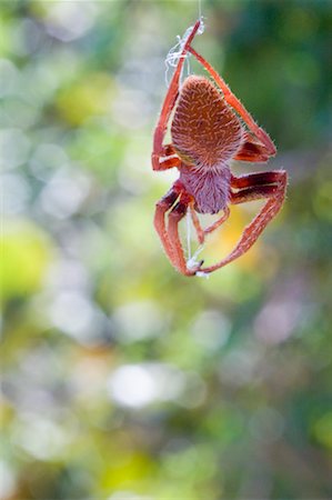 spinnennetz - Nahaufnahme der Spinne im Bahia Honda State Park, Florida Keys, Florida, USA Stockbilder - Premium RF Lizenzfrei, Bildnummer: 600-02265090