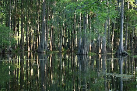 scenic places in louisiana - Lake Martin, Lafayette, Louisiana, USA Foto de stock - Sin royalties Premium, Código: 600-02265125