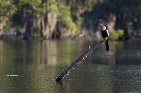Bird on a Branch, Lake Martin, Lafayette, Louisiana, USA Foto de stock - Sin royalties Premium, Código: 600-02265127