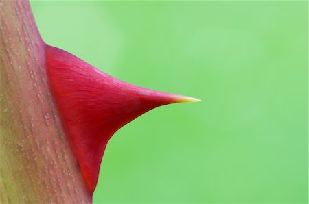 prickly plants - Close-up of Thorn on Dog Rose Stock Photo - Premium Royalty-Free, Code: 600-02347967