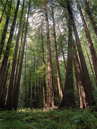 Redwood Trees, Muir Woods National Monument, California, USA Foto de stock - Sin royalties Premium, Código: 600-02348000