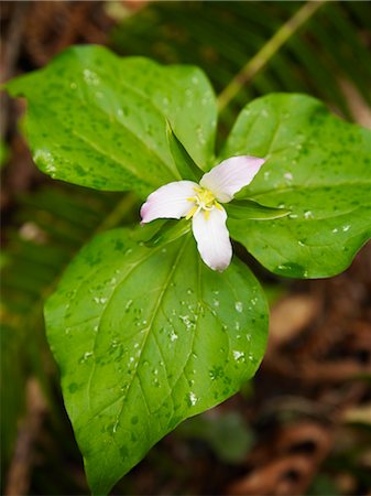 dew on petals - Trillium on Forest Floor Muir Woods National Monument, California, USA Stock Photo - Premium Royalty-Free, Code: 600-02348002