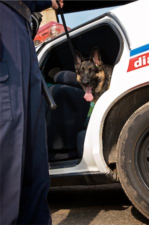 Police Dog With Officer Foto de stock - Sin royalties Premium, Código: 600-02348053