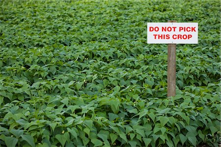 Sign in Crop of Organic French Green Beans, Enfield, London, England Stock Photo - Premium Royalty-Free, Code: 600-02348722