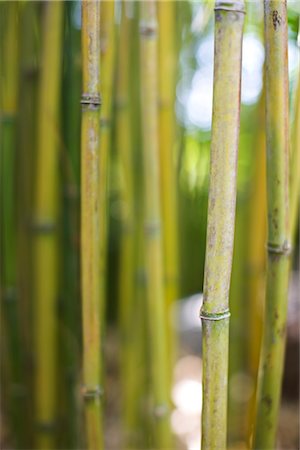 Close-up of Bamboo in Bamboo Forest in Golden Gate Park, San Francisco, California, USA Stock Photo - Premium Royalty-Free, Code: 600-02376672