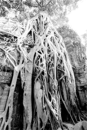 envahi par la végétation - Envahi par la végétation arbre racines, Angkor Wat, Siem Reap, Cambodge Photographie de stock - Premium Libres de Droits, Code: 600-02376887