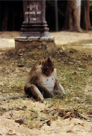 sign board animal - Monkey Foraging, Angkor Wat, Cambodia Stock Photo - Premium Royalty-Free, Code: 600-02376896