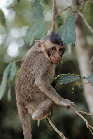 Monkey in Tree, Angkor Wat, Cambodia Foto de stock - Sin royalties Premium, Código: 600-02376892