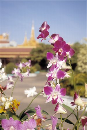 phnom penh - Flowers with Phnom Penh Royal Palace, Cambodia Stock Photo - Premium Royalty-Free, Code: 600-02376958