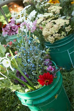 Couper les fleurs pour les vendre au marché de l'agriculteur biologique Photographie de stock - Premium Libres de Droits, Code: 600-02377075