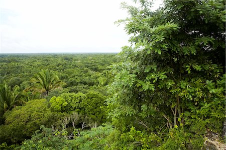 simsearch:600-02590693,k - Rainforest Canopy, Belize Stock Photo - Premium Royalty-Free, Code: 600-02377160