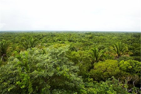 simsearch:600-02590693,k - Rainforest Canopy, Belize Stock Photo - Premium Royalty-Free, Code: 600-02377162
