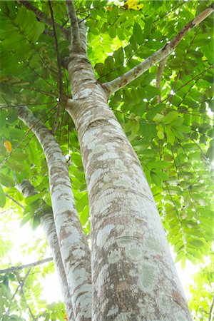 Arbre dans la forêt tropicale, Belize Photographie de stock - Premium Libres de Droits, Code: 600-02377163