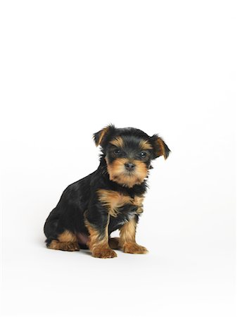 schoßhündchen - Porträt von Yorkshire Terrier Welpen Stockbilder - Premium RF Lizenzfrei, Bildnummer: 600-02377178