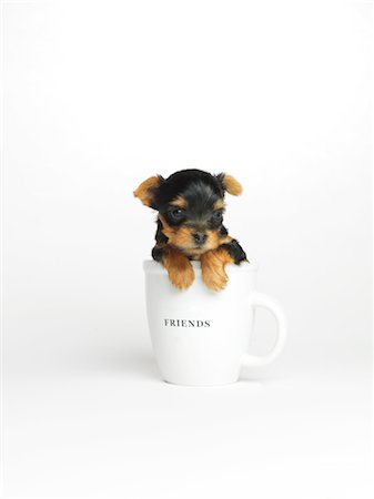 Yorkshire Terrier Puppy in Mug Foto de stock - Sin royalties Premium, Código: 600-02377184