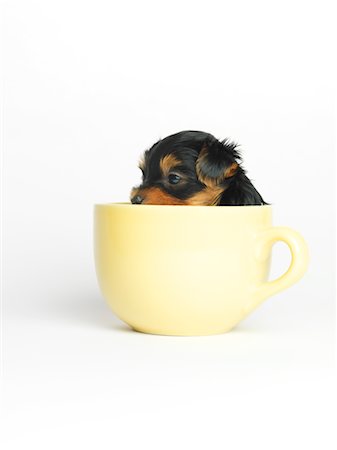 Chiot Yorkshire Terrier dans la tasse Photographie de stock - Premium Libres de Droits, Code: 600-02377186