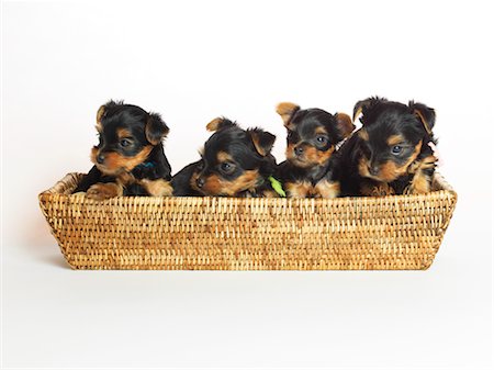 four animals - Yorkshire Terrier Puppies in Basket Foto de stock - Sin royalties Premium, Código: 600-02377188