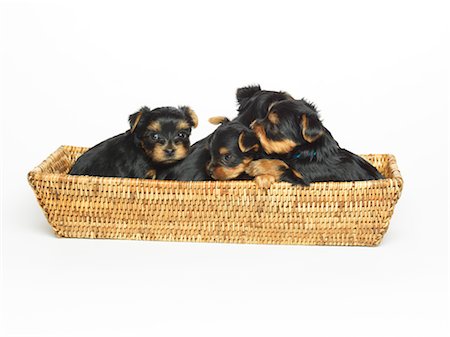 Yorkshire Terrier Puppies in Basket Foto de stock - Sin royalties Premium, Código: 600-02377189