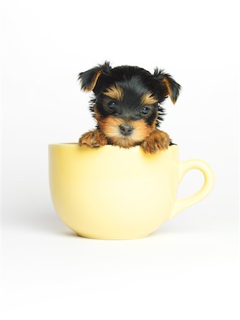 Yorkshire Terrier Puppy in Mug Foto de stock - Sin royalties Premium, Código: 600-02377182