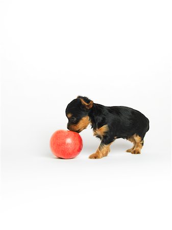 simsearch:400-03921833,k - Yorkshire Terrier Puppy avec Apple Photographie de stock - Premium Libres de Droits, Code: 600-02377183