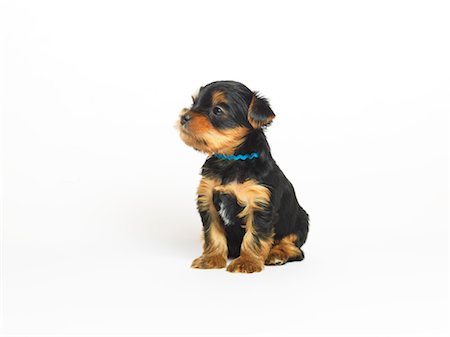 simsearch:600-02377188,k - Porträt von Yorkshire Terrier Welpen Stockbilder - Premium RF Lizenzfrei, Bildnummer: 600-02377197