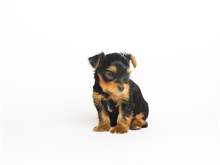 Portrait of Yorkshire Terrier Puppy Foto de stock - Sin royalties Premium, Código: 600-02377198