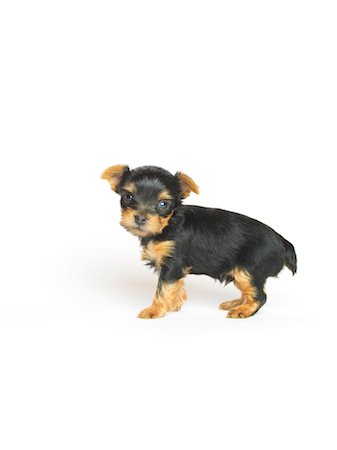 simsearch:600-01248433,k - Portrait of Yorkshire Terrier Puppy Fotografie stock - Premium Royalty-Free, Codice: 600-02377192