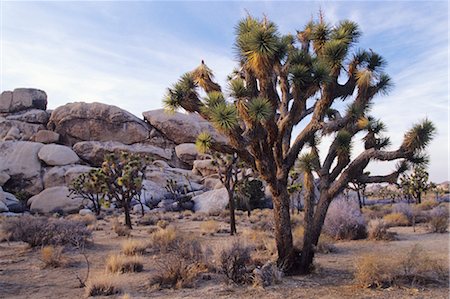 planta del desierto - Joshua Tree in Joshua Tree National Park, California, USA Foto de stock - Sin royalties Premium, Código: 600-02377219