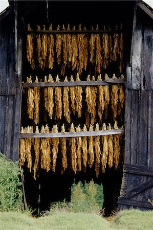 Tobacco Drying in Barn, Tennessee, USA Stock Photo - Premium Royalty-Free, Code: 600-02377221