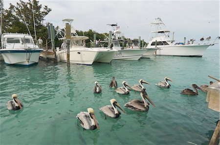 simsearch:600-02265098,k - Pelicans by Docked Boats, Bahia Honda State Park, Florida Keys, Florida, USA Stock Photo - Premium Royalty-Free, Code: 600-02377275