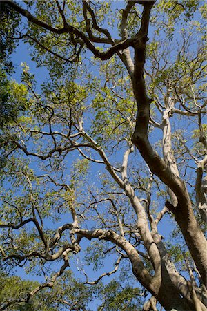 Ombu Tree, Cabo Polonio, Uruguay Stock Photo - Premium Royalty-Free, Code: 600-02377411