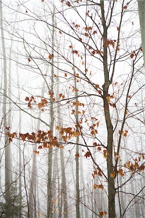 Tree in Late Autumn, Mount Tremblant, Quebec, Canada Stock Photo - Premium Royalty-Free, Code: 600-02377445