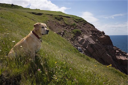 Labrador Retriever on Coastal Hillside, Pollett's Cove, Nova Scotia, Canada Foto de stock - Sin royalties Premium, Código: 600-02378009