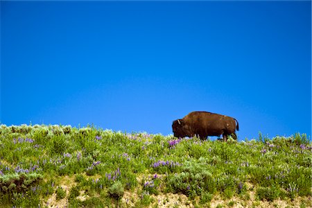 Bison, Yellowstone National Park, Wyoming, USA Stock Photo - Premium Royalty-Free, Code: 600-02371401