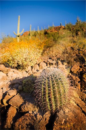 Barrel Cactus, Saguaro-Nationalpark, Tucson, Arizona, USA Stockbilder - Premium RF Lizenzfrei, Bildnummer: 600-02385964