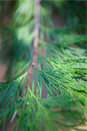 Close-Up of Branch of Redwood Tree Foto de stock - Royalty Free Premium, Número: 600-02386125