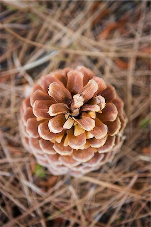 ponderosa pine cones - Close-Up of Cone of Ponderosa Pine Stock Photo - Premium Royalty-Free, Code: 600-02386127