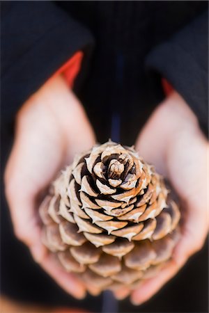 pine cone closeup - Hands Holding Cone of Ponderosa Pine Stock Photo - Premium Royalty-Free, Code: 600-02386137