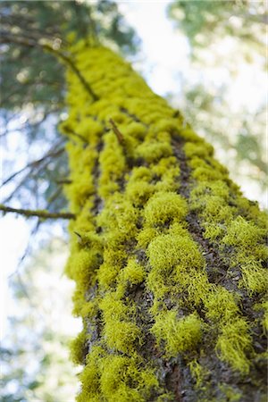 evergreen tree looking up - Moss Covered Trunk of Pine Tree Stock Photo - Premium Royalty-Free, Code: 600-02386144