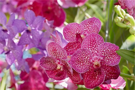Orchidées, Chiang Mai, Thaïlande Photographie de stock - Premium Libres de Droits, Code: 600-02428516