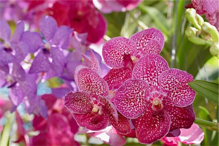 simsearch:700-02798076,k - Orchids, Chiang Mai, Thailand Stock Photo - Premium Royalty-Free, Code: 600-02428516