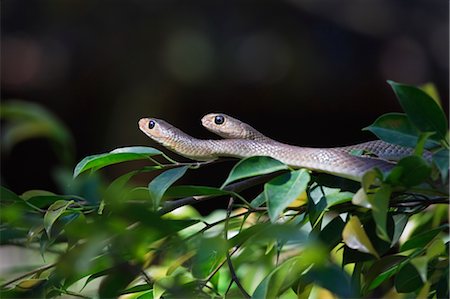 snake close up - Snakes in Branches, Chiang Mai, Thailand Stock Photo - Premium Royalty-Free, Code: 600-02428518